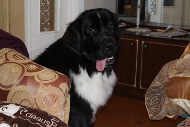 Фотография № 195984