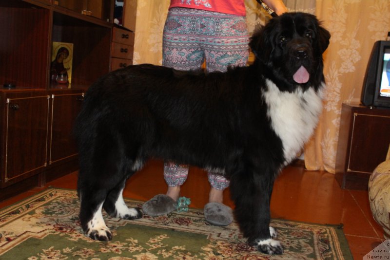 Фотография № 195987