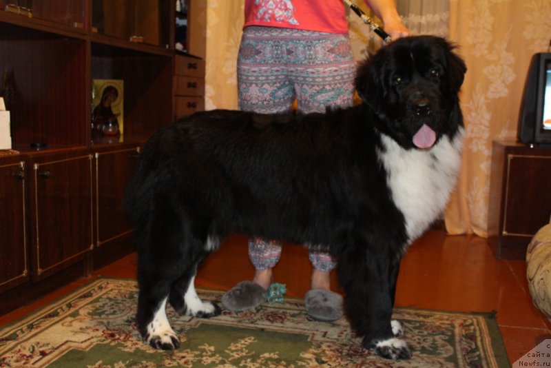 Фото: ньюфаундленд Линда Ева