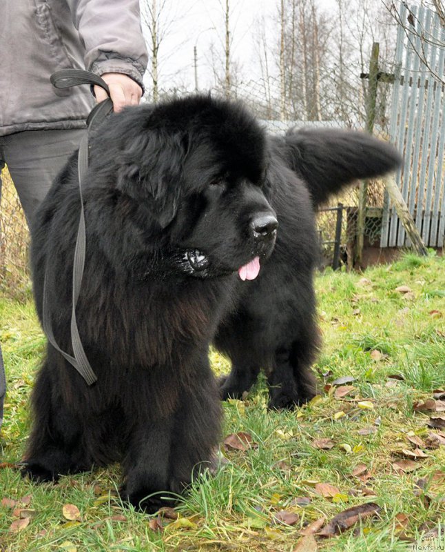 Фотография № 195994