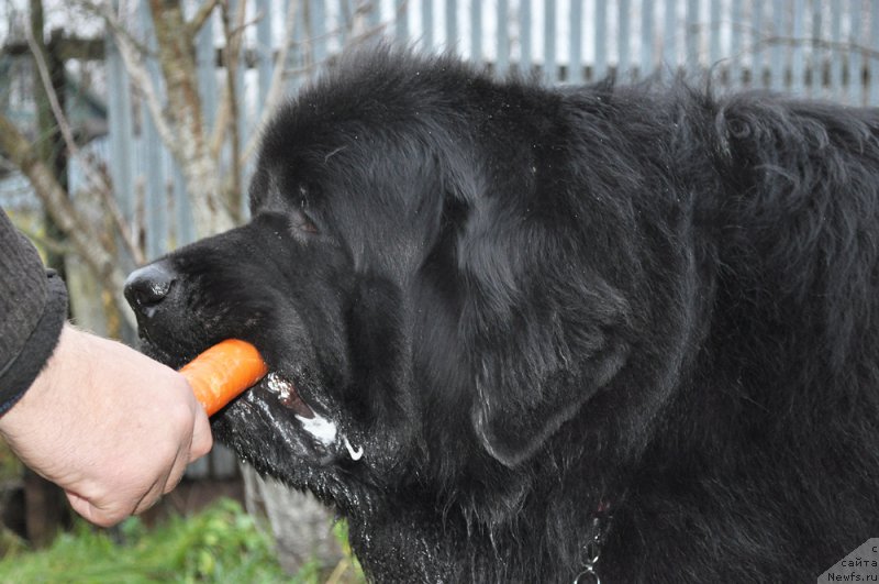 Фотография № 195995