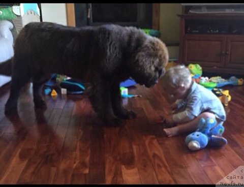 Фото: ньюфаундленд Ети с Берега Дона (Eti s Berega Dona)