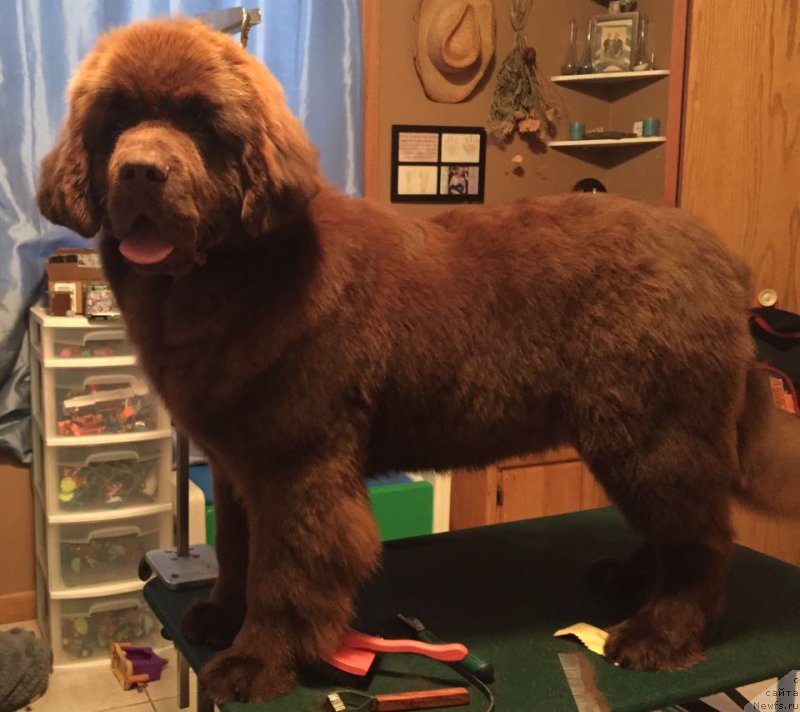 Фото: ньюфаундленд Ети с Берега Дона (Eti s Berega Dona)