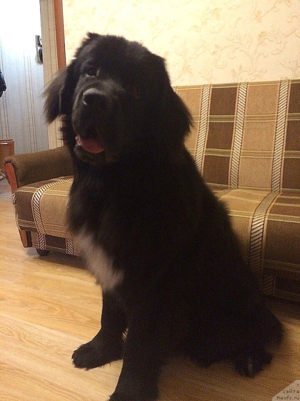 Фото: ньюфаундленд Люк Скайвокер