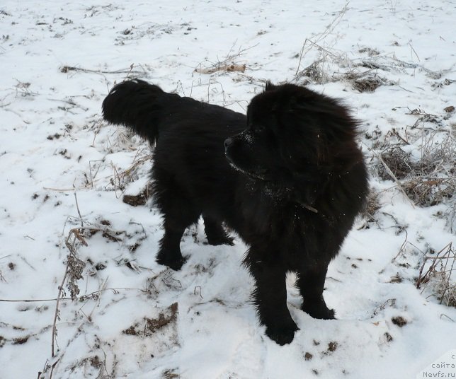 Фото: ньюфаундленд Ньюфорт Вьюга Снежная