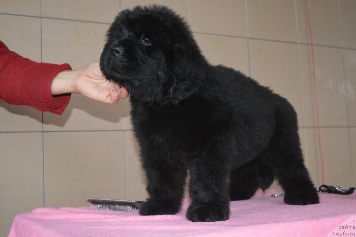 Фото: ньюфаундленд Остап Бендер из Антаграда