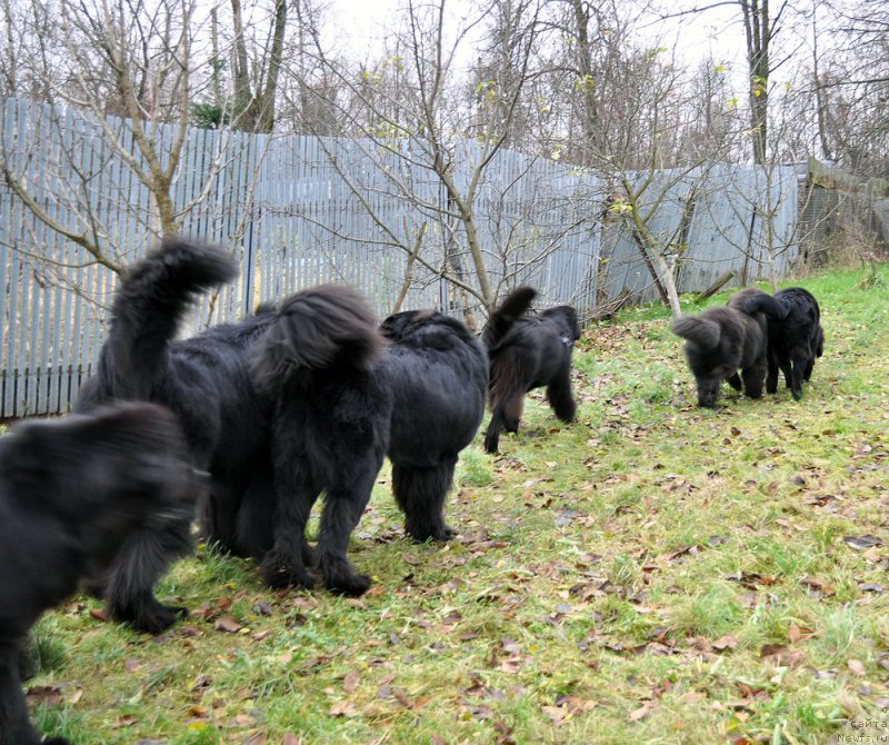 Фотография № 196019