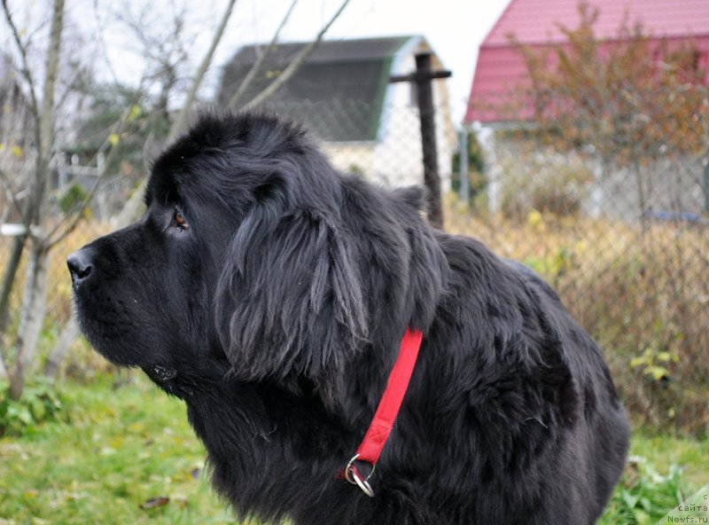 Фотография № 196030