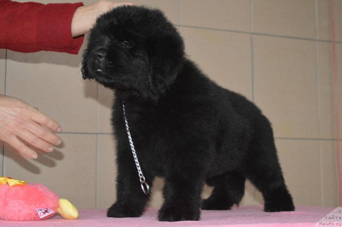 Фото: ньюфаундленд Осенина из Антаграда