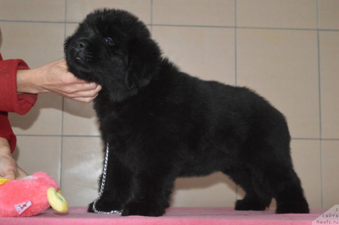 Фото: ньюфаундленд Осенина из Антаграда