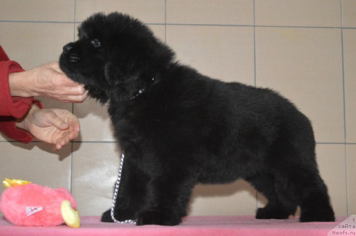 Фото: ньюфаундленд Осенина из Антаграда