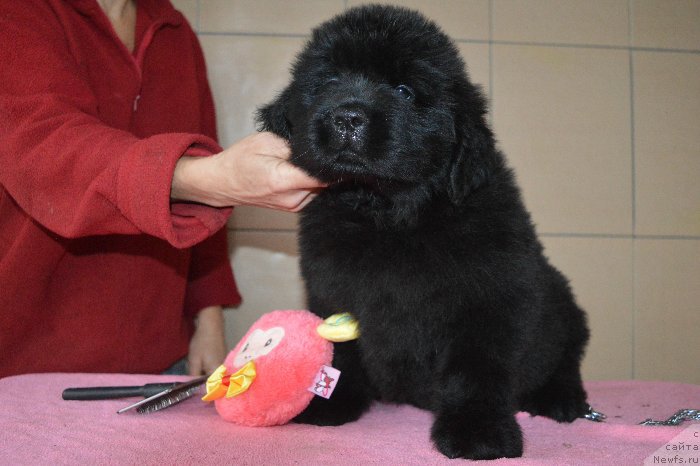 Фото: ньюфаундленд Осенина из Антаграда