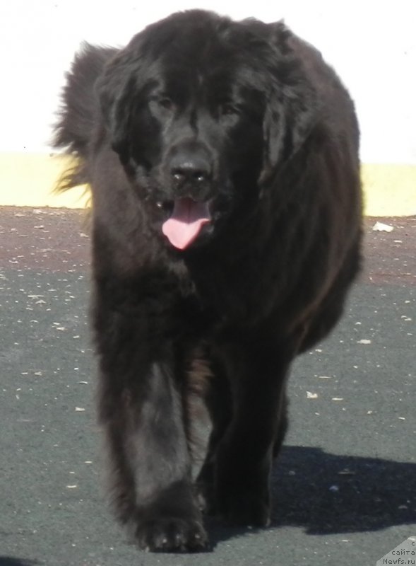 Фото: ньюфаундленд My Frend Newfy' Abigail Miss Churchill