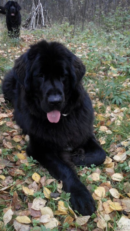 Фото: ньюфаундленд My Frend Newfy' Abigail Miss Churchill, ньюфаундленд Арна (Arna)