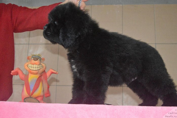 Фото: ньюфаундленд Олл Райт из Антаграда (All Right is Antagrada)