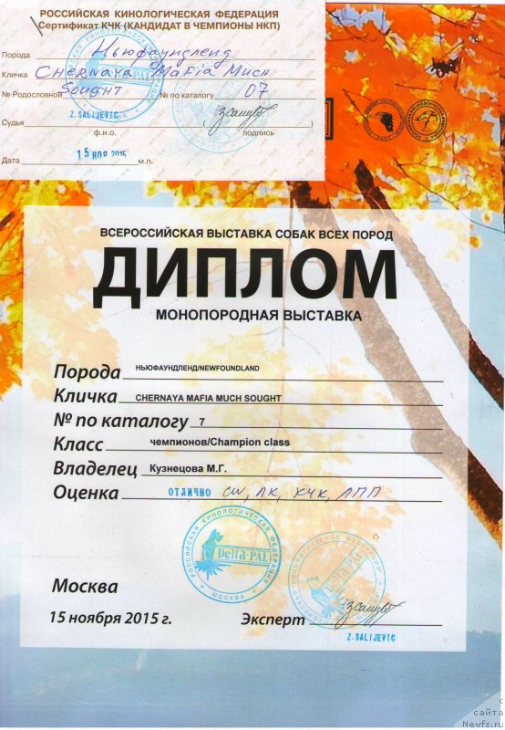 Фото: ньюфаундленд Черная Мафия Муч Соугхт (Chernaya Mafia Much Sought)