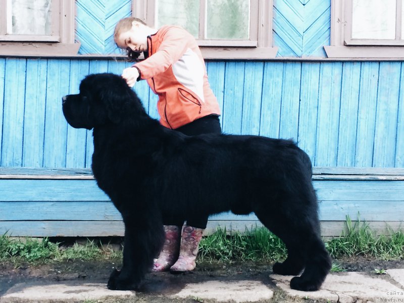 Фото: ньюфаундленд Смигар Ливерпульский Четвертак (Smigar Liverpulsiy Chetvertak)
