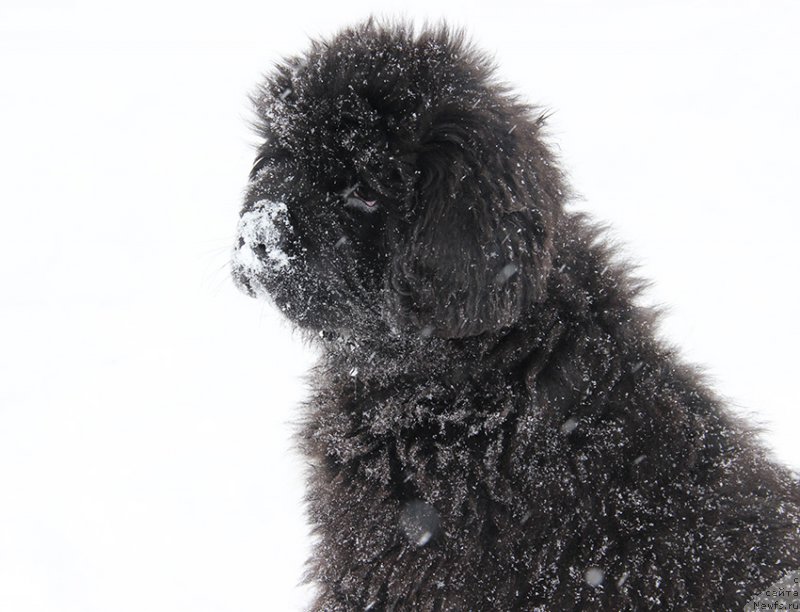 Фотография № 196058