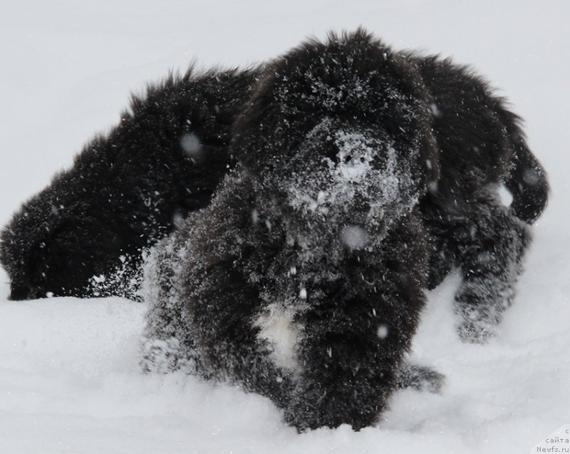 Фотография № 196059