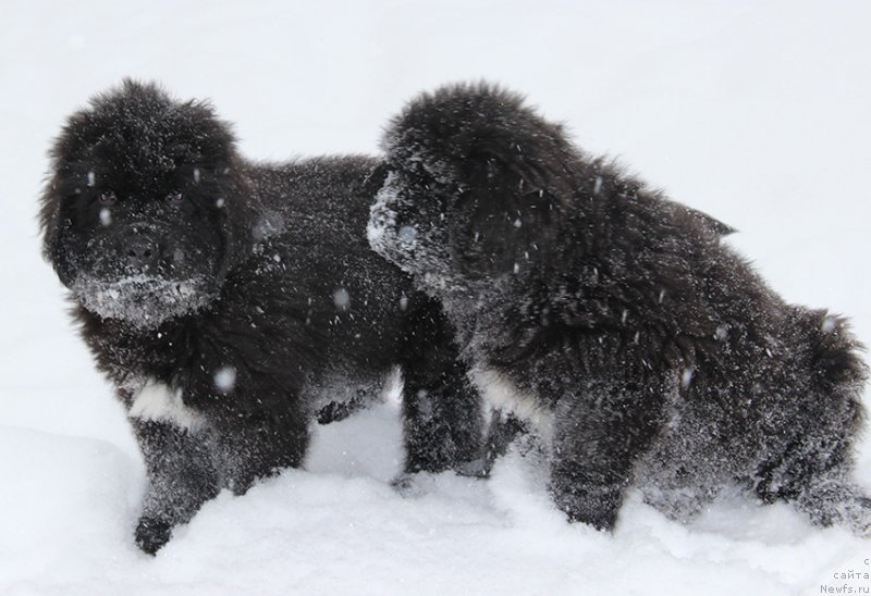 Фотография № 196060