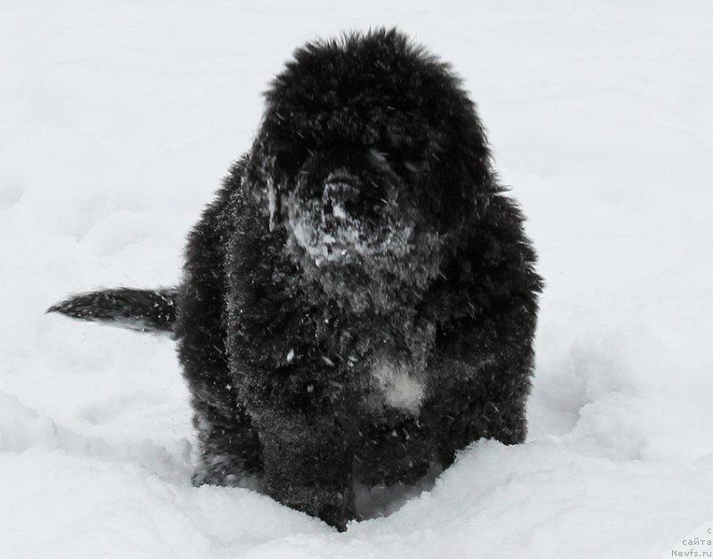 Фотография № 196062