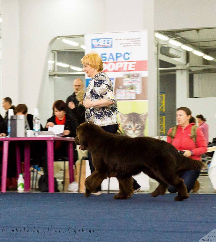 Фото: ньюфаундленд Ньюфорт Ваше Величество Брабус