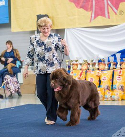 Фото: ньюфаундленд Ньюфорт Ваше Величество Брабус, Светлана Панченко