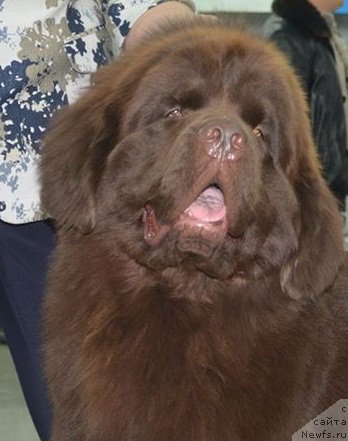 Фото: ньюфаундленд Ньюфорт Ваше Величество Брабус