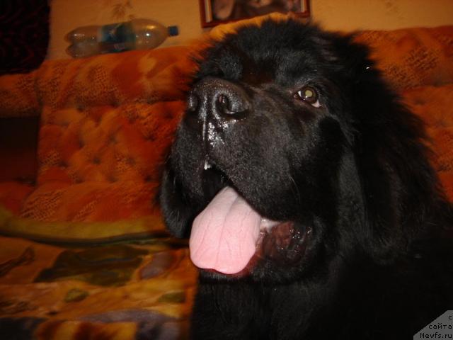Фото: ньюфаундленд Смигар Империя Страсти
