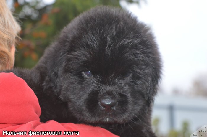 Фото: ньюфаундленд Орфей из Антаграда