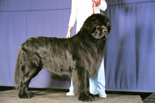 Фото: ньюфаундленд Виват Вялiкi Мядзведзь (Vivat Vialiki Miadzvedz)