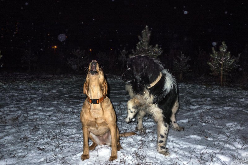 Фотография № 196109