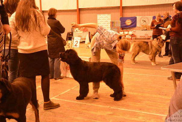 Фото: ньюфаундленд Ньюфорт Ее Величество Виктория, Людмила Хорикова