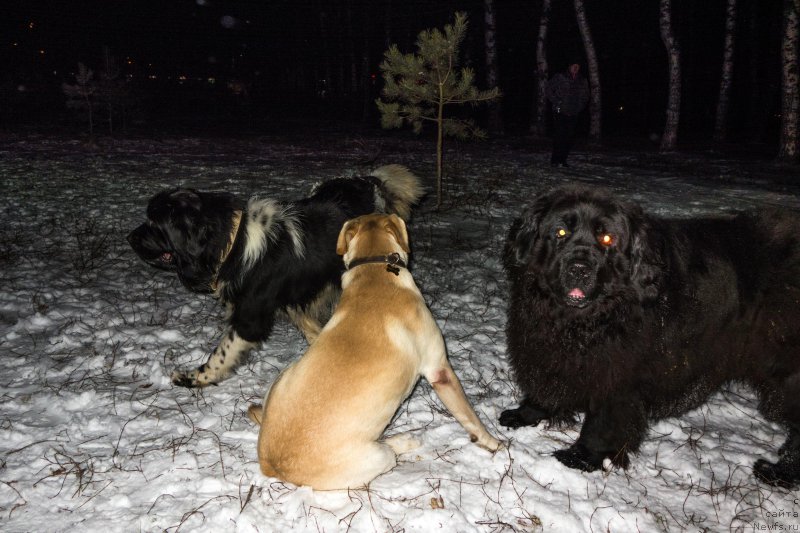 Фотография № 196112