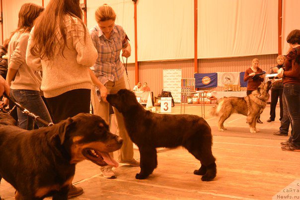 Фото: ньюфаундленд Ньюфорт Ее Величество Виктория, Людмила Хорикова