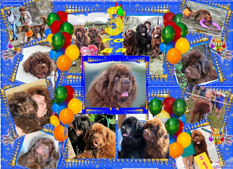 Фото: ньюфаундленд Чарли Де Бест Хелфи Пэл (Charli The Best Helfi Pel)