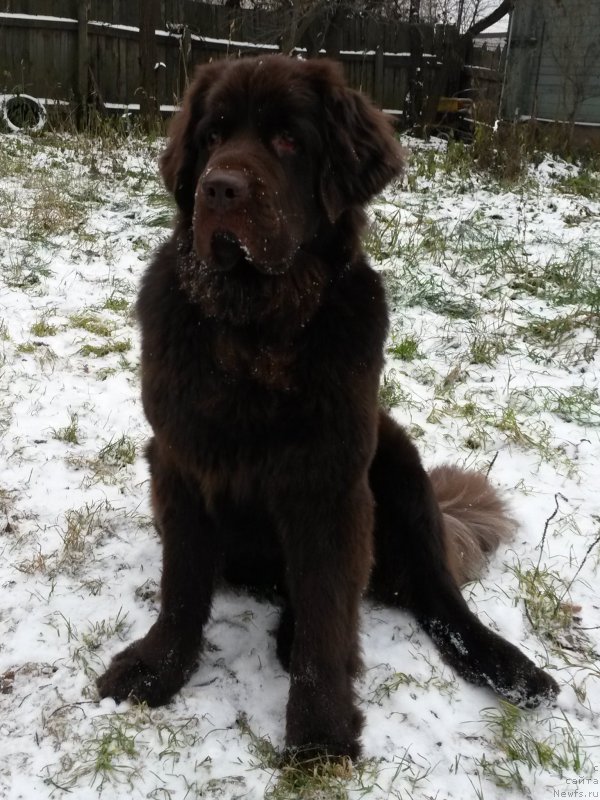 Фото: Юлия Демидова, ньюфаундленд Николь Голд Стар (Nikol Gold Star)