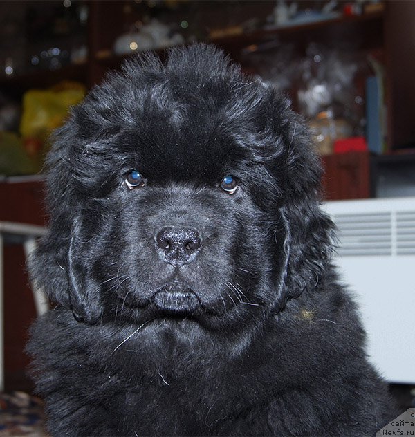 Фото: ньюфаундленд Супер Бизон Осень, 2 месяца