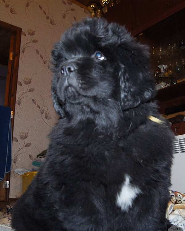 Фотография № 196133