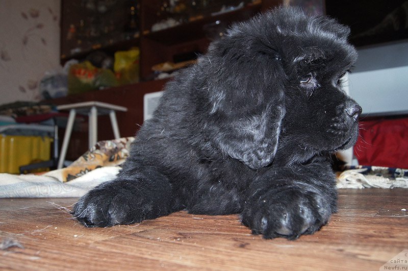 Фото: ньюфаундленд Супер Бизон Осень, 2 месяца