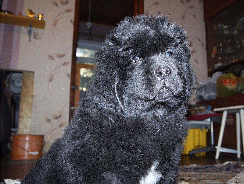 Фотография № 196135