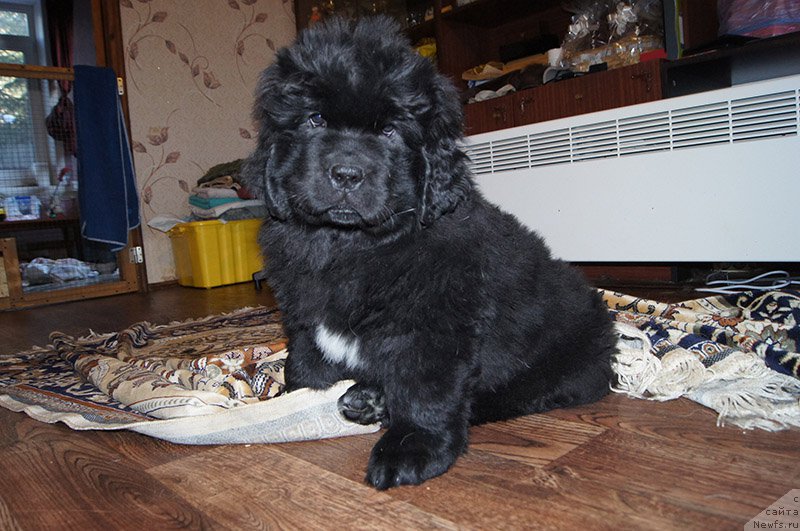 Фото: ньюфаундленд Супер Бизон Осень, 2 месяца