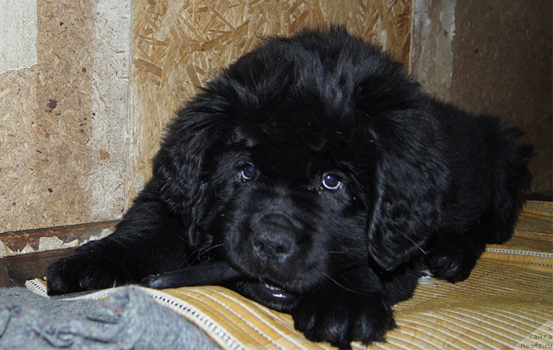 Фотография № 196141