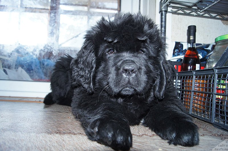 Фотография № 196145