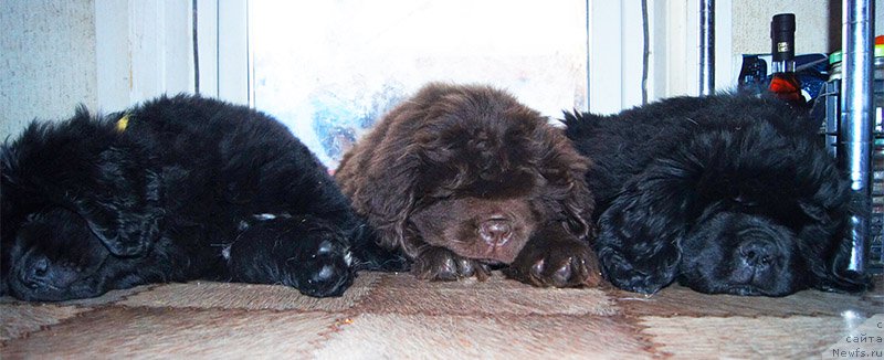 Фотография № 196156