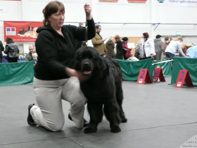 Фото: ньюфаундленд Прима Вялiкi Мядзведзь (Prima Vialiki Miadzvedz)
