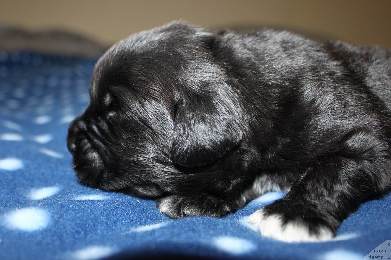 Фото: мальчик 1, ньюфаундленд Супер Бизон Лилимэн (Super Bizon Liliman), ньюфаундленд Искушение Моей Души (Iskushenie Moey Dushi)
