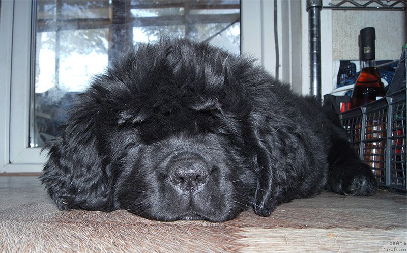 Фотография № 196175