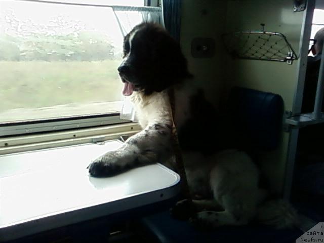 Фото: Сент Джонс Принцип Домино