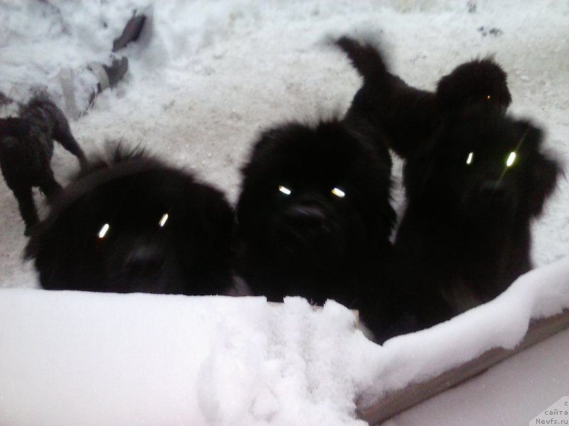 Фотография № 196180